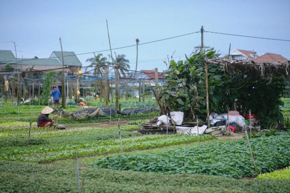 Vườn rau của Cửa Hàng Nông Sản Sạch Tây Nguyên Halan Farm